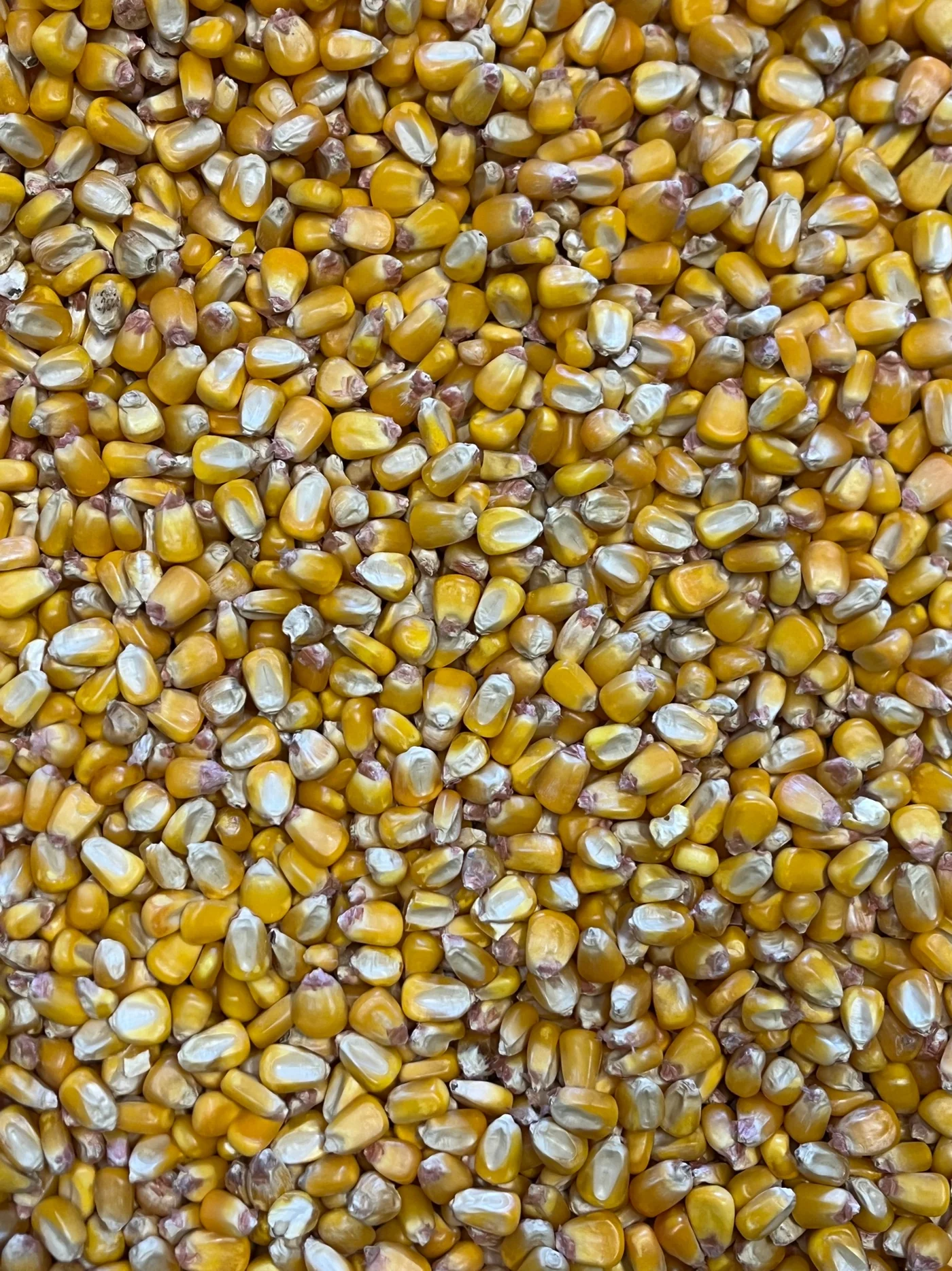 Stone-Milled Georgia Yellow Cornmeal - 2lb Bag