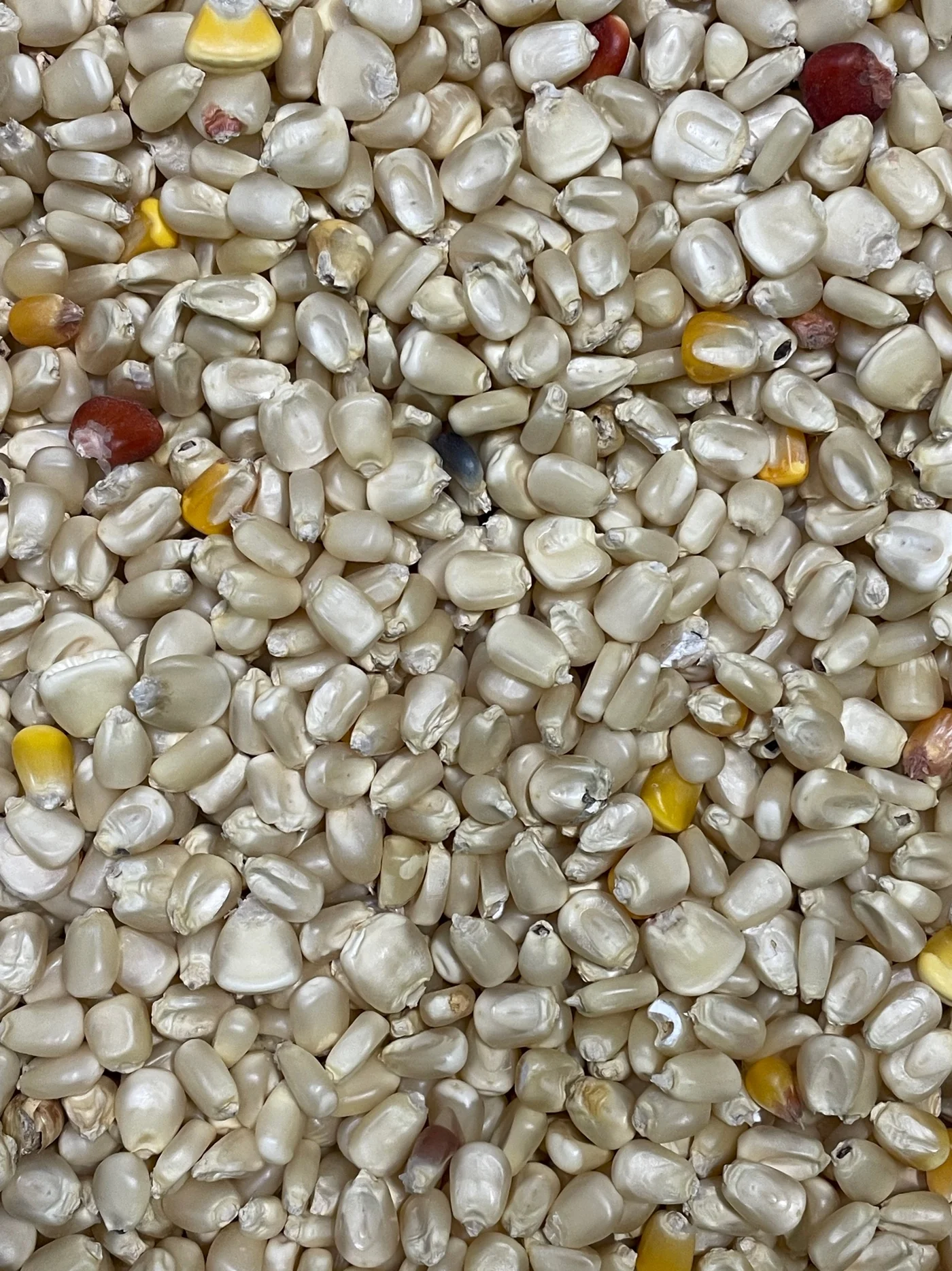 Stone-Milled Georgia White Cornmeal - 2lb Bag